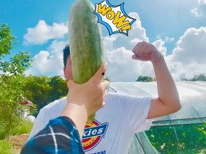 网红吃瓜跳舞最新,潮流新风尚席卷而来