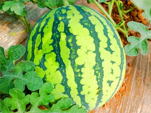 吃瓜 网,娱乐至上的狂欢盛宴